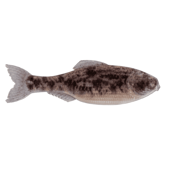 6th Sense Panorama 2.0 Soft Swimbait Bass and Crappie Fishing Lure Ultra-Realistic Finesse Forage Bait