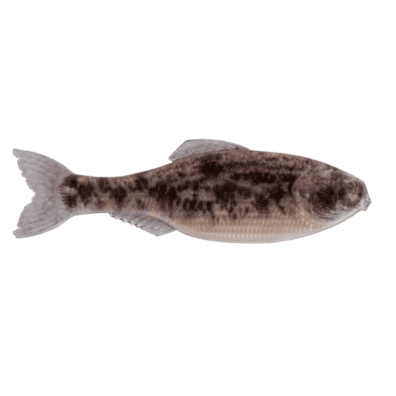 6th Sense Panorama 2.0 Soft Swimbait Bass and Crappie Fishing Lure Ultra-Realistic Finesse Forage Bait