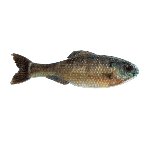 6th Sense Panorama 2.8 Soft Swimbait Bass and Crappie Fishing Lure Natural Swimming Action Finesse Forage Bait