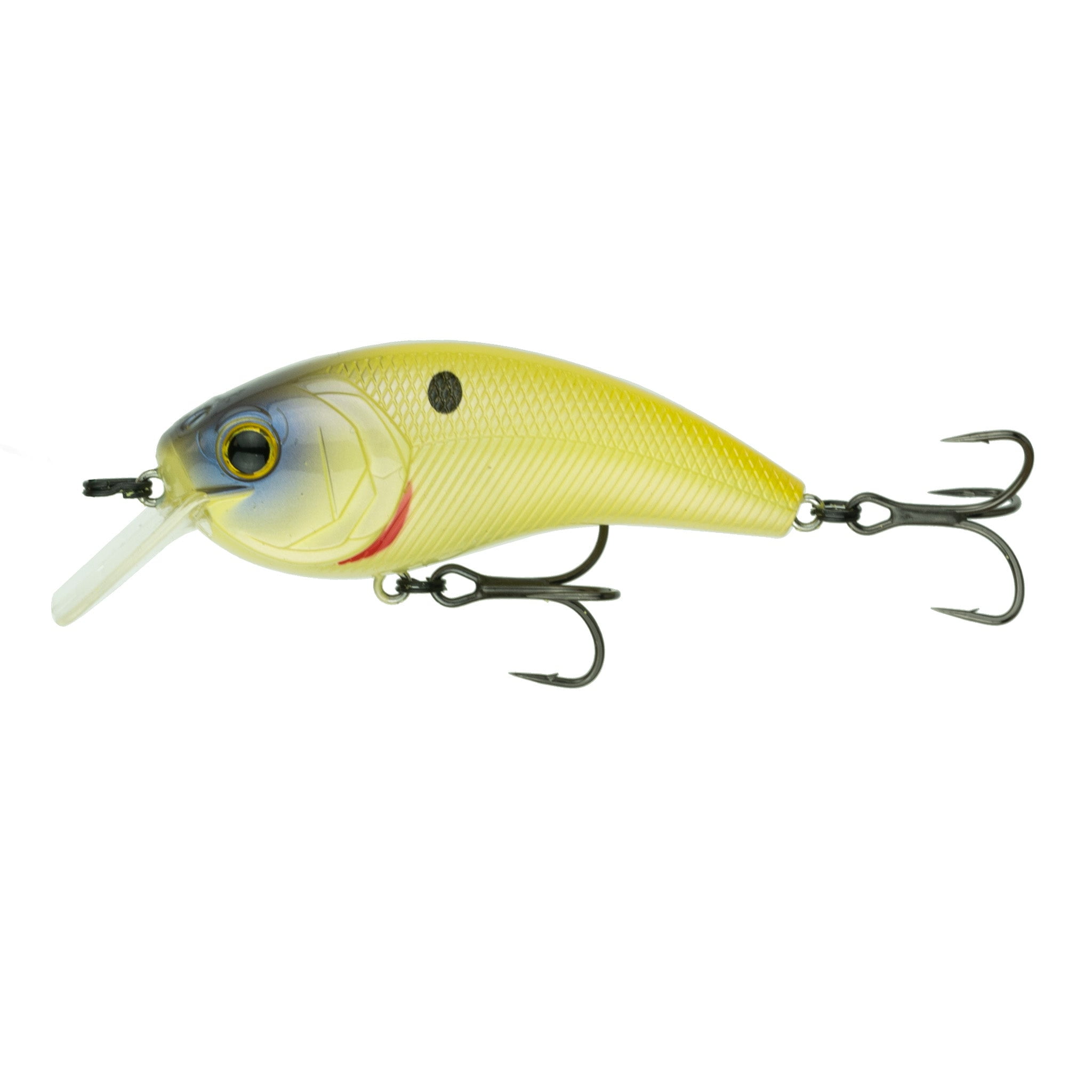 blue fish massachusetts lures Essential Plugs for Topwater Bluefish