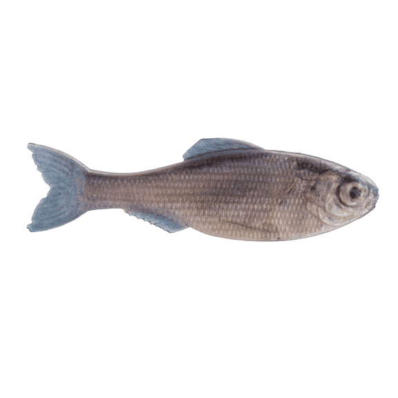6th Sense Panorama 5.0 Soft Swimbait – Bass & Crappie Fishing Lure | Mid-Size Forage Imitator with Fluid Swimming Action for Offshore and Open Water Fishing