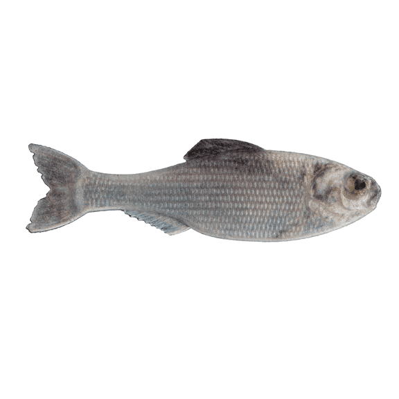 6th Sense Panorama Soft Bait, 5.0", Live Shad