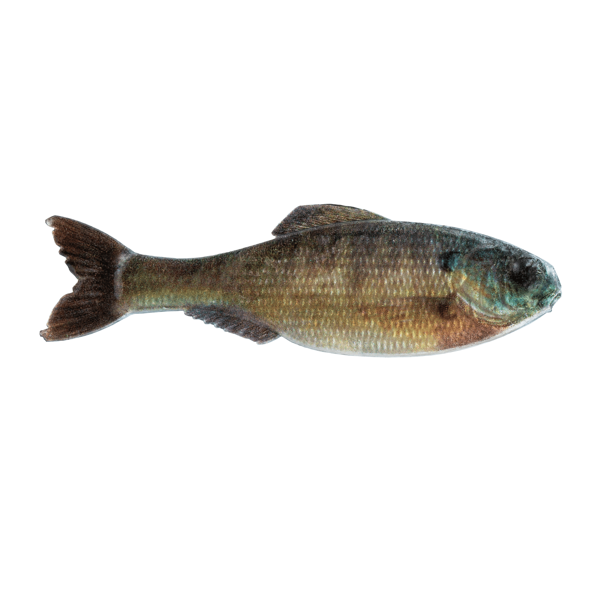 Panfish Png 6th Sense Panorama Soft Bait, 2.8
