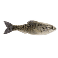 thumbnail image 1 of 6th Sense Panorama 3.5 Soft Swimbait Bass and Crappie Fishing Lure Multi-Species Finesse Forage Bait, 1 of 5