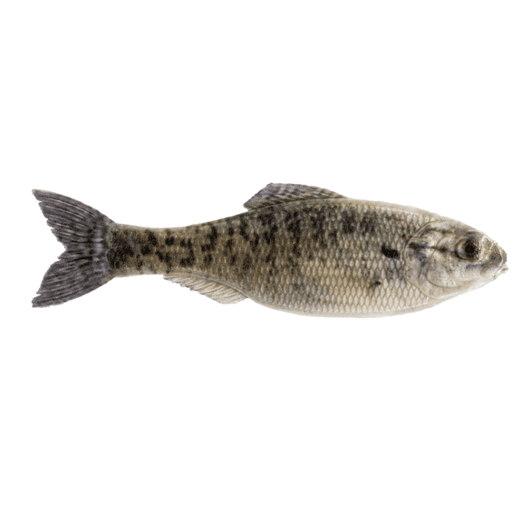 6th Sense Panorama 3.5 Soft Swimbait Bass and Crappie Fishing Lure Multi-Species Finesse Forage Bait