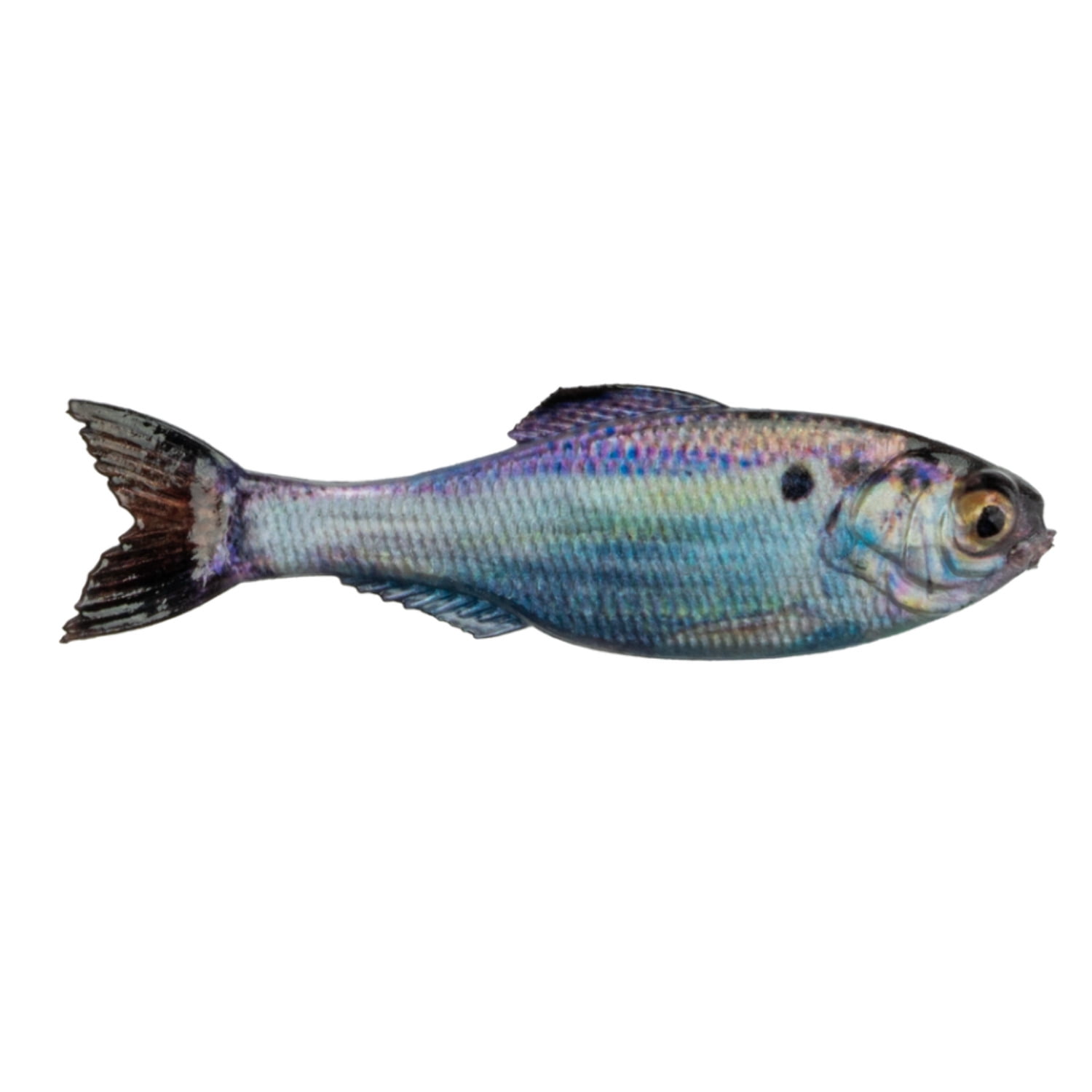 6th Sense Panorama 5.0 Soft Swimbait – Bass & Crappie Fishing Lure ...