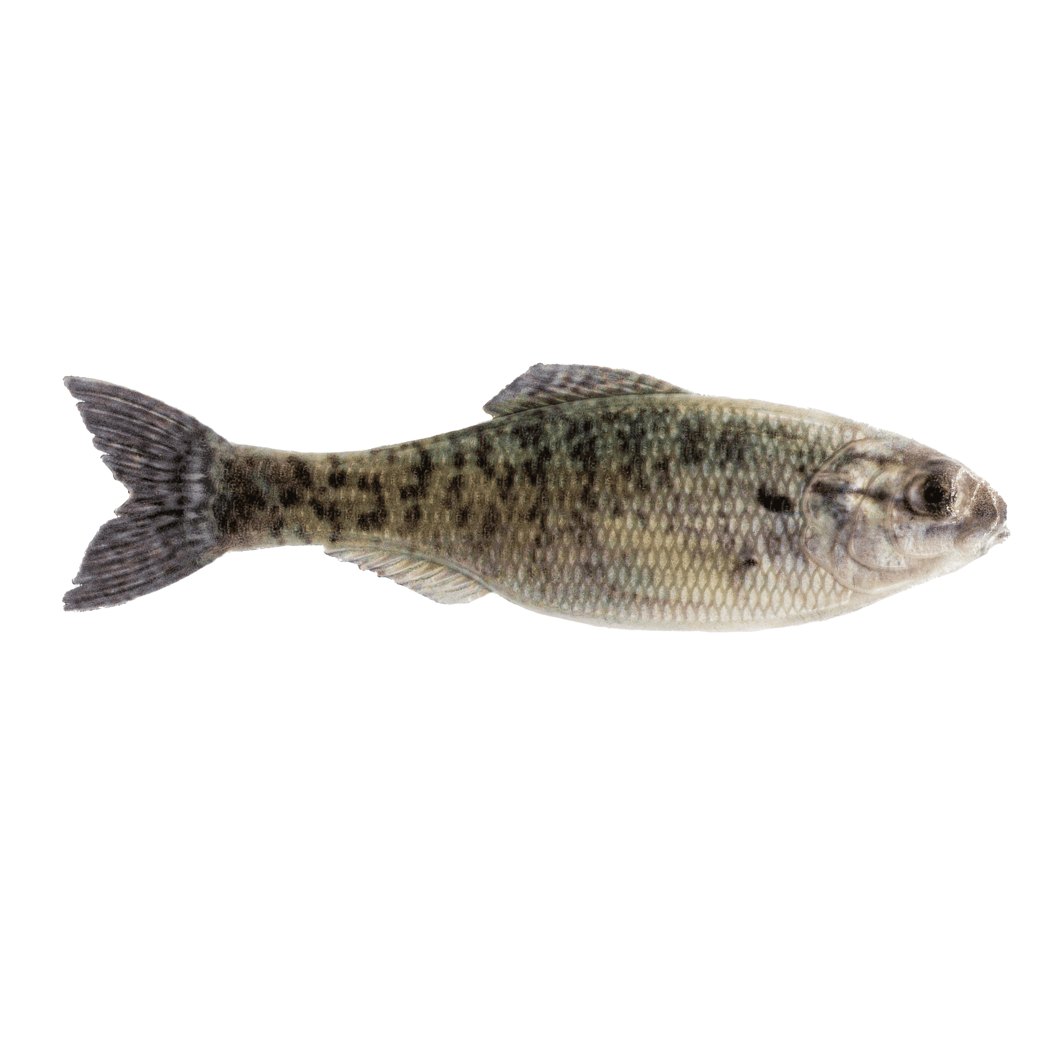 Sense Foraging 6th Sense Panorama Plastic Lure - Realistic Forage Imitation - Walmart.com