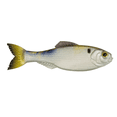 thumbnail image 1 of 6th Sense Panorama 2.0 Soft Swimbait Bass and Crappie Fishing Lure Ultra-Realistic Finesse Forage Bait, 1 of 5