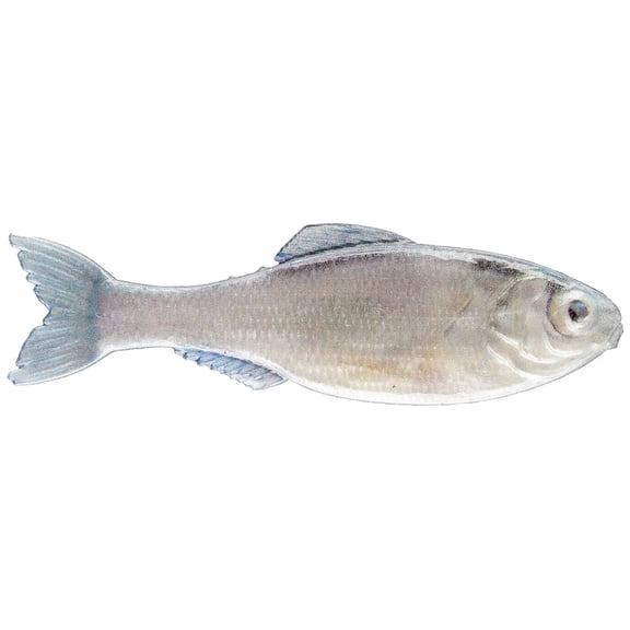 6th Sense  Panorama 2.8 Soft Swimbait  Bass & Crappie Fishing Lure