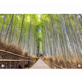 6x4ft Bamboo Forest Backdrop, Bamboo Path Fence, Backdrop for Party Decoration, Outdoor Theme Bedroom Wedding Day Photoshoot Background, Kids Game Video Studio Props