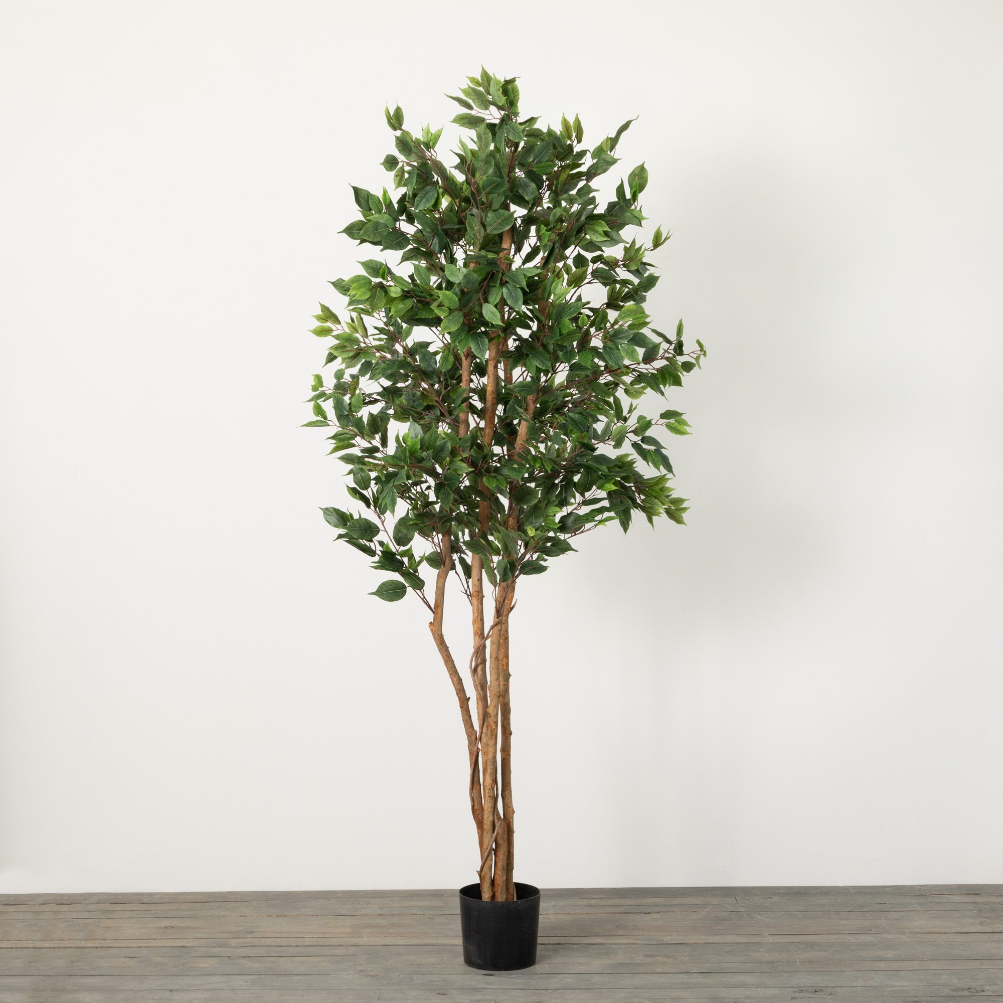 7'2"H Sullivans Oversized Potted Ficus Tree, Green