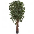 thumbnail image 1 of 7.5 ft. Lychee Silk Tree, 1 of 1