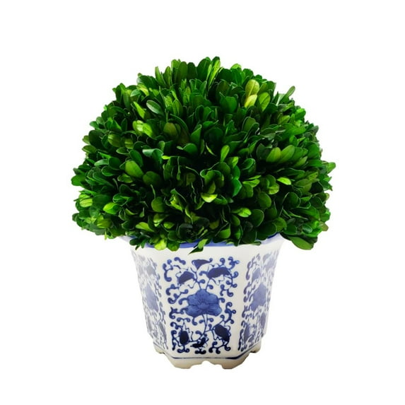 7.9" Preserved Boxwood Ball Tree in a Greek-style Blue and White Ceramic Pot - with Hand-Painted Floral Designs, Adding an Elegant Look to any room - Indoor/Outdoor Garden & Windowsills.