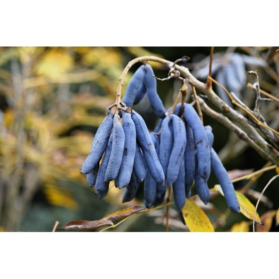 7 BLUE SAUSAGE FRUIT Edible & Ornamental Decaisnea Fargesii Tree Shrub Seeds