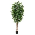 thumbnail image 1 of 7’ Ficus Silk Tree, 1 of 12