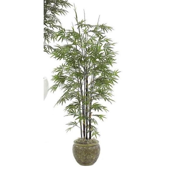 7 Foot Japanese Bamboo Tree - Black Stem