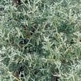 thumbnail image 1 of Expert Gardener 7 Gal - Carolina Sapphire Arizona Cypress - Fast Growing Evergreen tree, 1 of 3