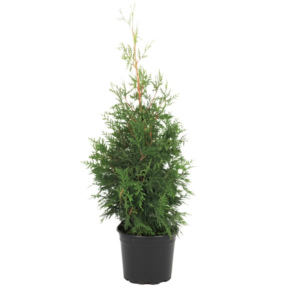 Thuja Green Giant Arborvitae Evergreen Live Shrub in 7-Gallon Grower Pot