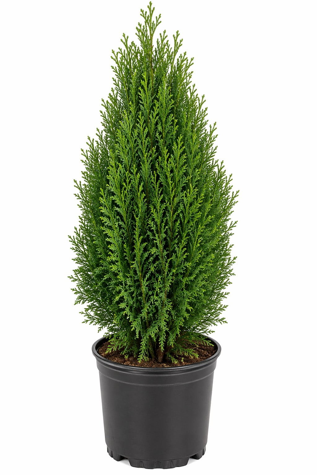 Thuja Smaragd Emerald Green Arborvitae Evergreen Live Shrub in 7-Gallon Grower Pot