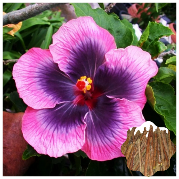 7 Hibiscus Cuttings for Planting Purple Pink Hibiscus Flower Plant Perennial Flowering Shrub Outdoor Indoor Garden