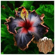 7 Hibiscus Cuttings for Planting Rare Black Hibiscus Flower Plant Perennial Flowering Shrub Outdoor Indoor Garden
