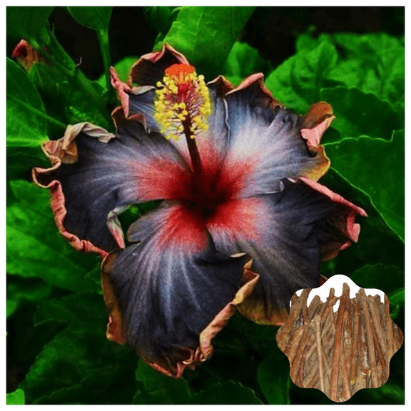 7 Hibiscus Cuttings for Planting Rare Black Hibiscus Flower Plant Perennial Flowering Shrub Outdoor Indoor Garden
