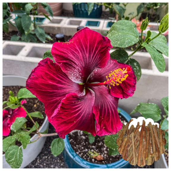 7 Hibiscus Cuttings for Planting Red Hibiscus Flower Plant Perennial Flowering Shrub Outdoor Indoor Garden