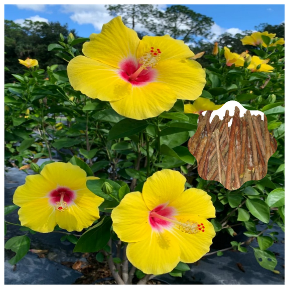 7 Hibiscus Cuttings for Planting Yellow Hibiscus Flower Plant Perennial Flowering Shrub Outdoor Indoor Garden