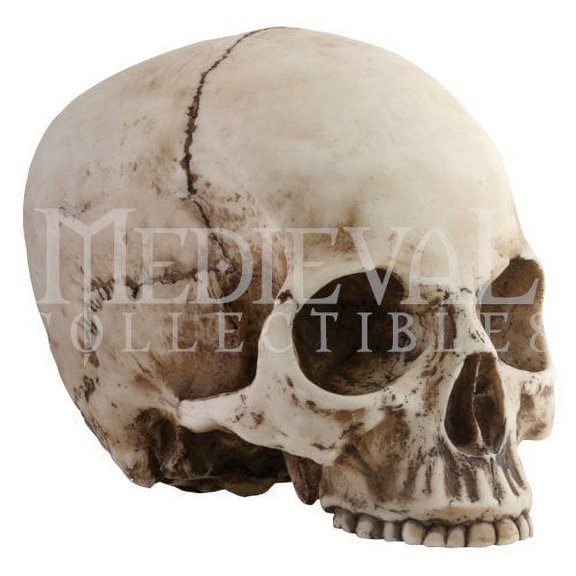 7 Inch Collectible Cold Cast Resin Realistically Painted Skull Head