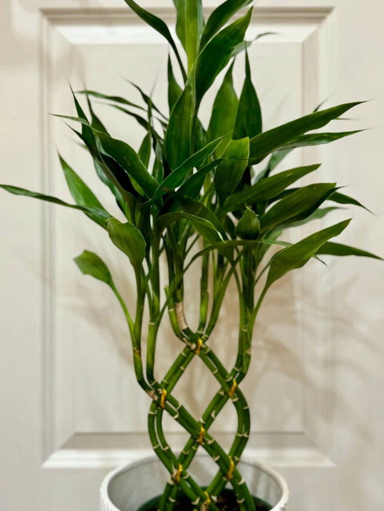 7 Lucky Bamboo Plant Seeds for Planting - Dracaena Sanderiana - Perennial  Ornamental Plant - Walmart.com
