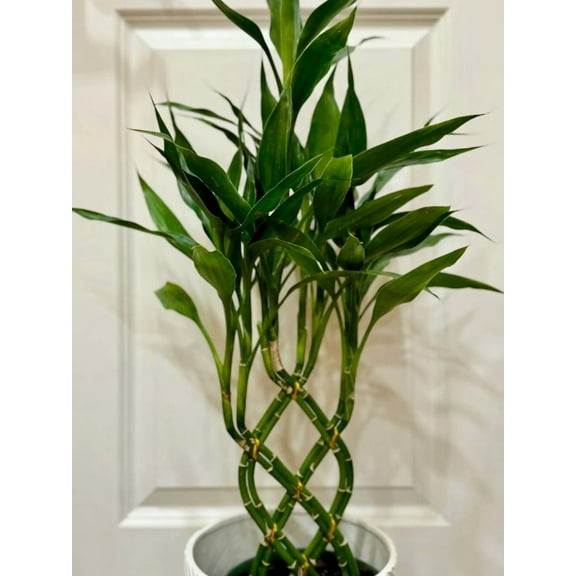 7 Lucky Bamboo Plant Seeds for Planting - Dracaena Sanderiana - Perennial Ornamental Plant