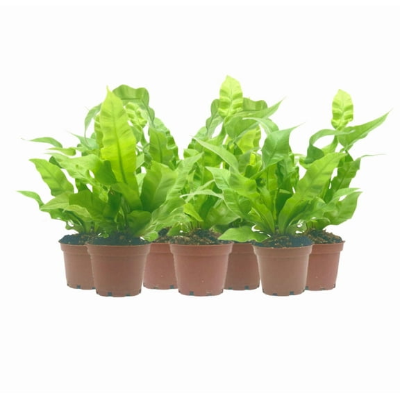 7-PK Crispy Wave Fern, Asplenium nidus 'Crispy Wave,' Live Indoor Air Purifying Plant, Low Light Houseplant, Office Plant, 2.5-in Pot(s)