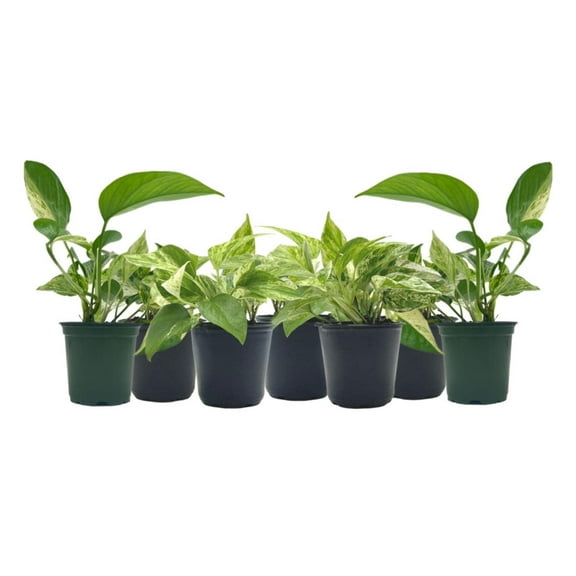 7-PK Live Marble Queen Pothos, Epipremnum aureum, Air Purifying Indoor Plant, Low Light Houseplant, Easy Care Plant, 4-inch Pot(s)