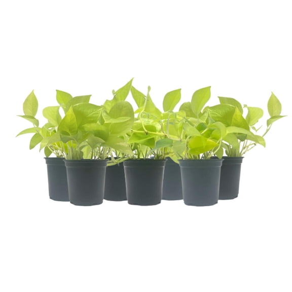 7-PK Live Neon Pothos, Epipremnum aureum 'Neon', Air Purifying Indoor Plant, Low Light Houseplant, Easy Care Plant, 4-inch Pot(s)