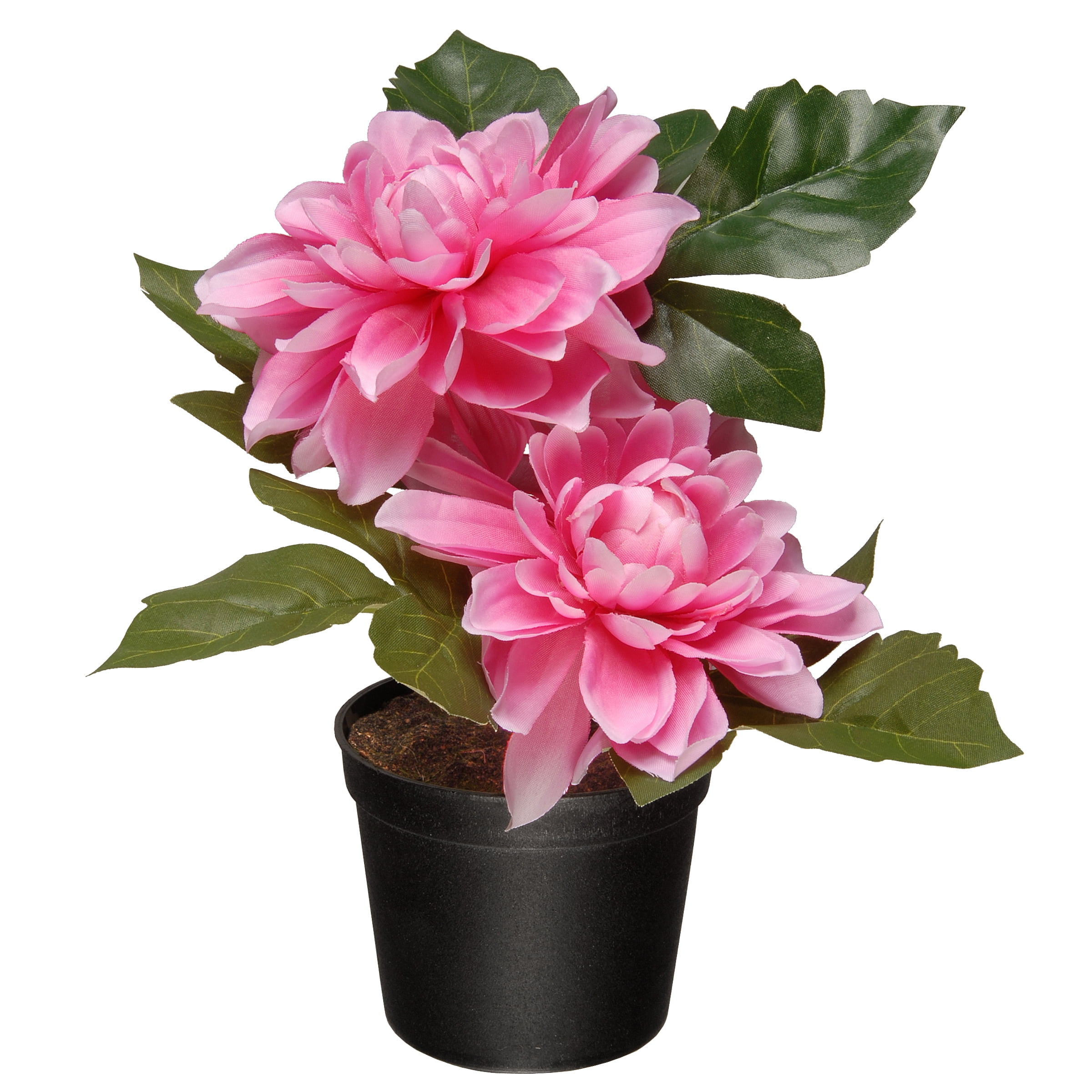 7" Potted Pink Dahlia Flowers