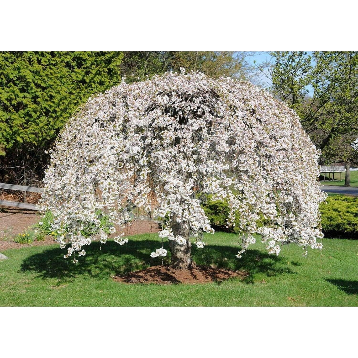 JaneMarpleDansLeSalon　Winter cherries Online Orchards 3 ft. Yoshino Cherry Blossom Tree with