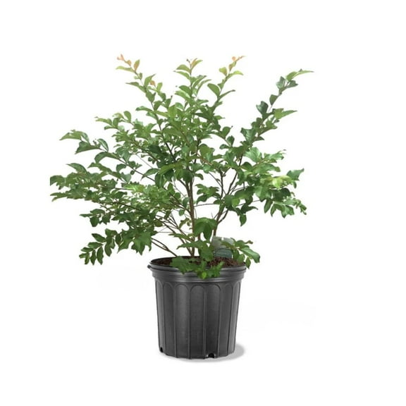 Expert Gardener 3-4 ft. tall Muskogee Crape Myrtle Live Tree in 7-Gallon Grower Pot