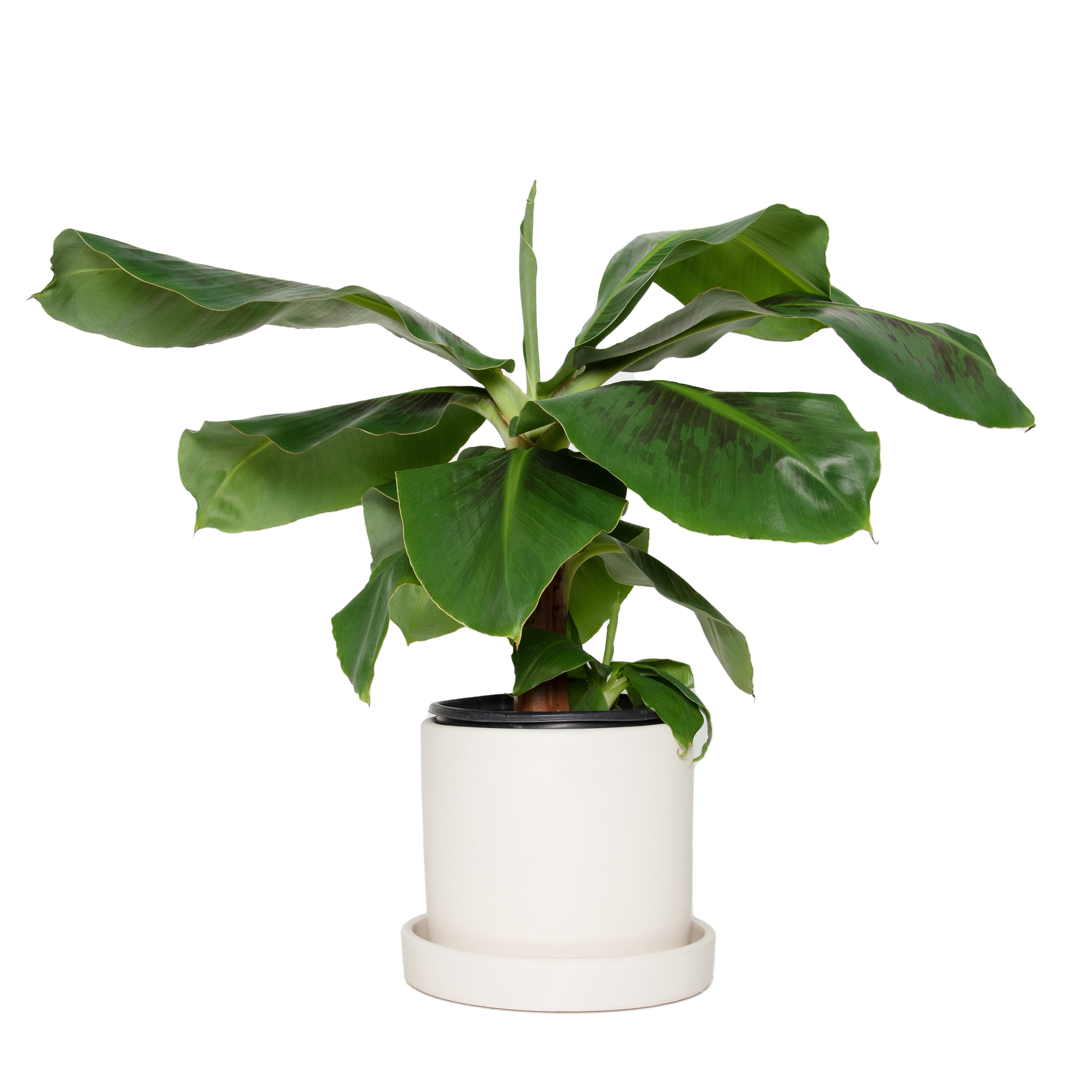 7 in. Cream Planter w/Saucer and a 8 in. Banana Dwarf Cavendish Live Houseplant with Indirect Sun