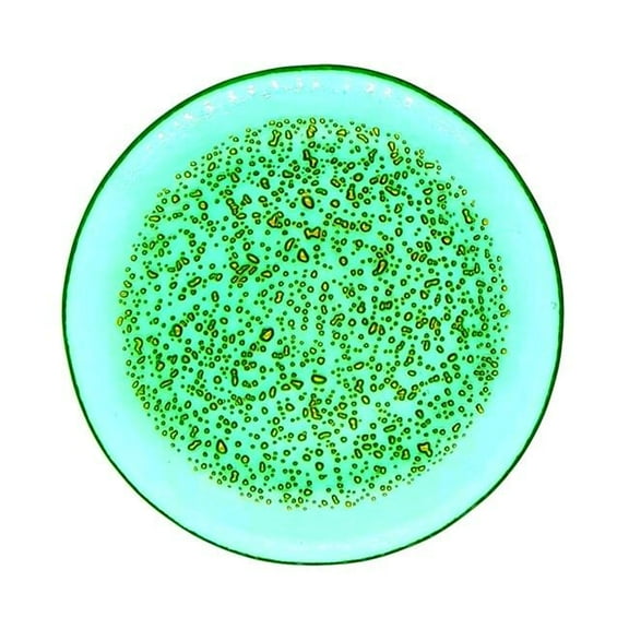 7 in. Isla Canape Plate, Emerald & Gold