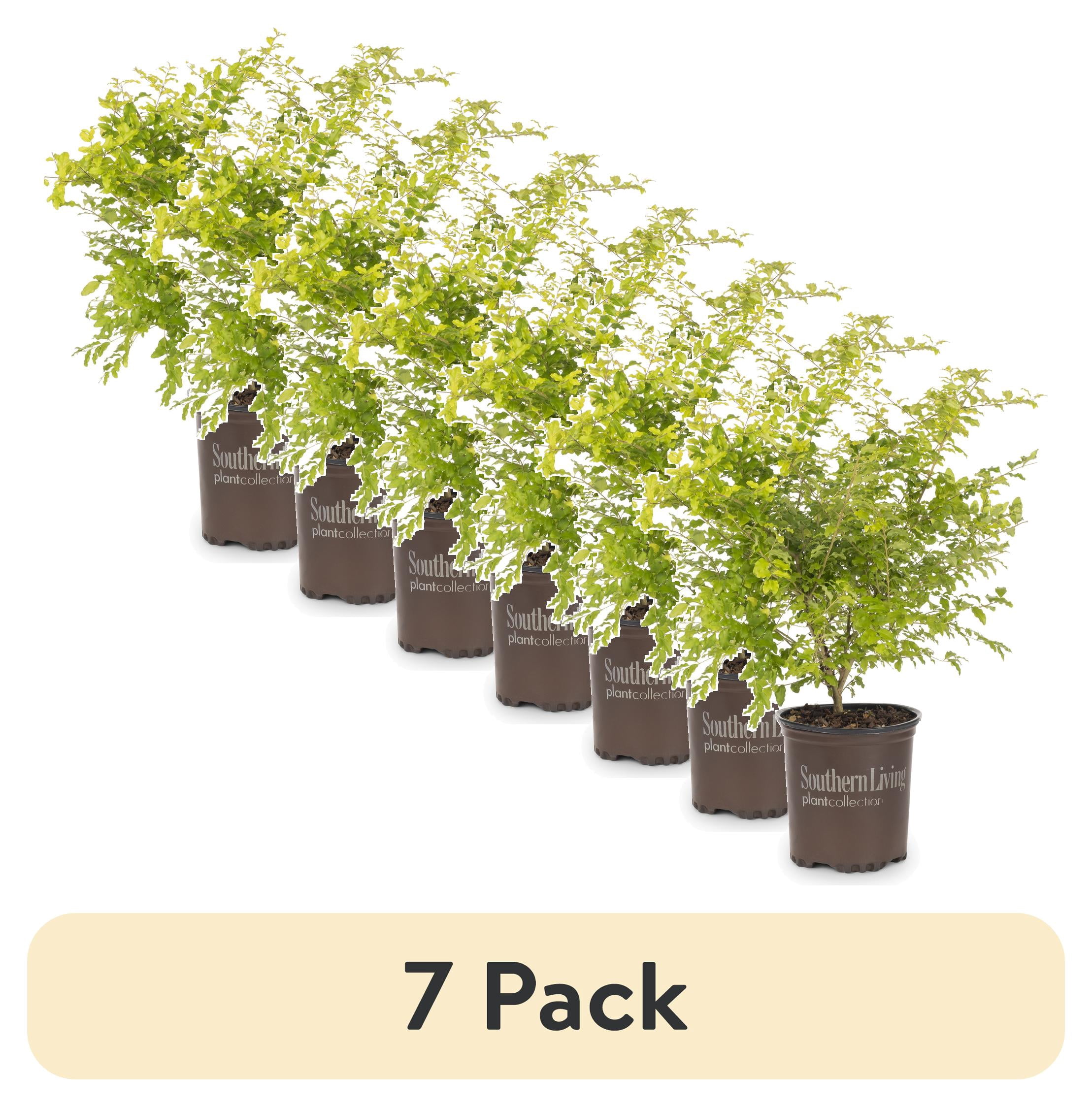 (7 pack) Southern Living 1gal Ligustrum Sunshine Live Shrub Plant Sun