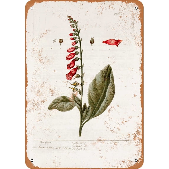 7 x 10 METAL SIGN - 1737 Foxglove Botany Plate - Vintage Rusty Look
