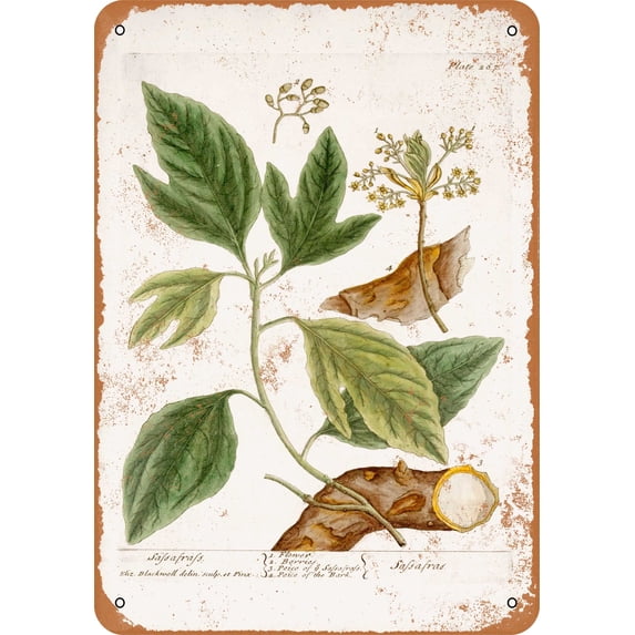 7 x 10 METAL SIGN - 1737 Sassafras Botany Plate - Vintage Rusty Look
