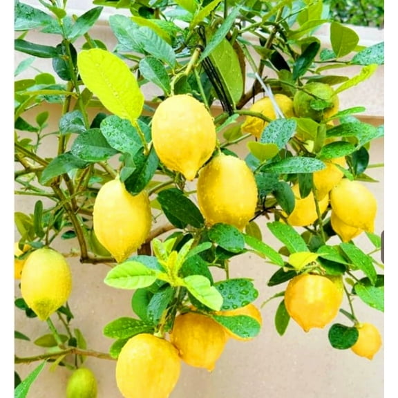 50 Dwarf Lemon Seeds Lemon Tree Plant Seeds, Non-GMO Organic High Survival