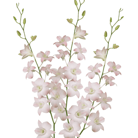 70 Peach Dendrobium Orchid Flowers- Beautiful Fresh Cut Flowers- Express Delivery