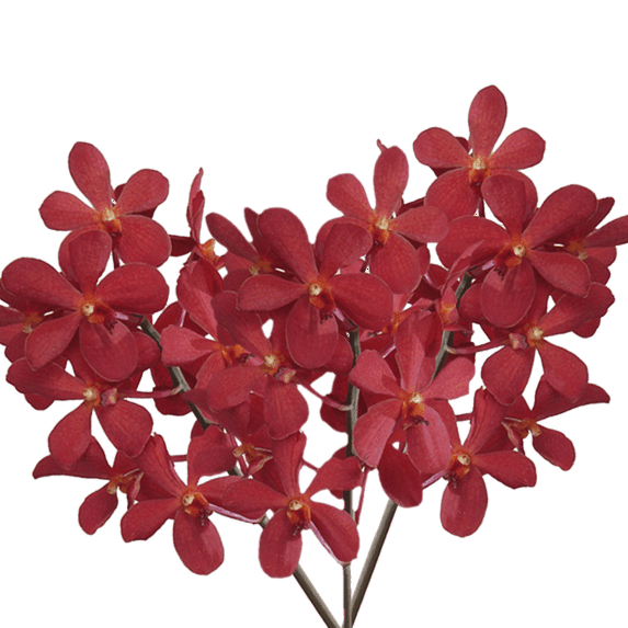 70 Red Salaya Mokara Orchid Flowers- Beautiful Fresh Cut Flowers- Express Delivery