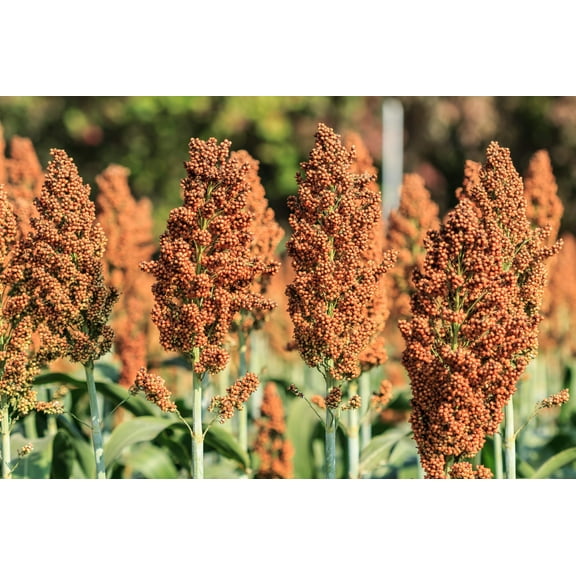70 SUGAR DRIP SORGHUM Amber Cane Grain Sweet Syrup Vegetable Seeds