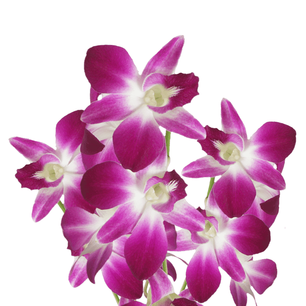 Fresh Cut Purple Dendrobium Orchids - 10 Stems Per Bunch, Long Lasting Tropical Flowers