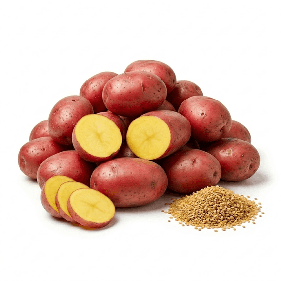 70 True Potato Seeds Red Potatoes Seeds Potato Not Tuber