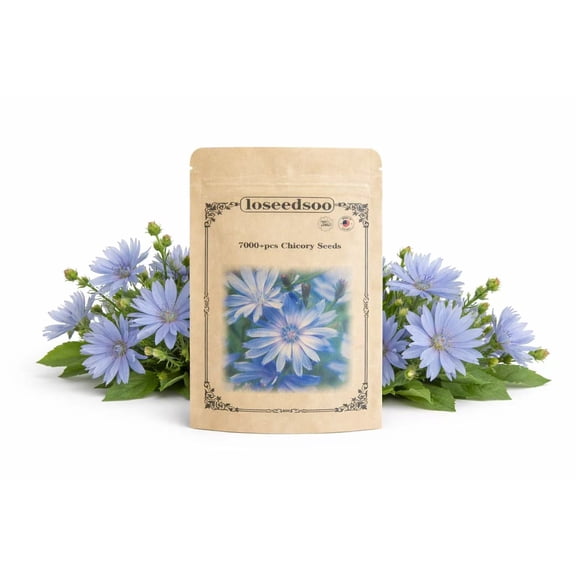 7000+ Chicory Seeds for Planting  Blue Wildflower Perennial Seeds, Hardy Cichorium Intybus for Garden & Meadow, Attracts Pollinator