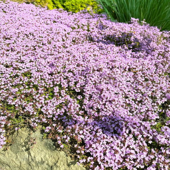 7000 Creeping Thyme Ground Cover Seeds, Low Growing Creeping Thyme Seeds For Planting, Vibrant Flowers